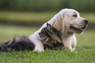 chien et chat couchés dans l'herbe